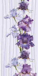 349-1-iris1